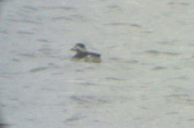Long-tailed Duck - 11-11-07 Britton Ford - Henry Co. TN