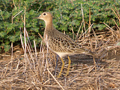 Buff-breasted Sandpiper - 9-12-07 imm. looking up