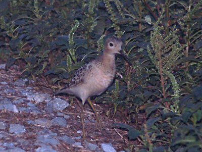 Buff-breasted Sandpiper - night feeding