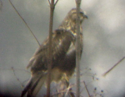 Rough-legged Hawk - light  morph - imm. Tunica 11-18-07