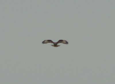 Rough-legged Hawk - Dk Morph adult in flight - Tunica