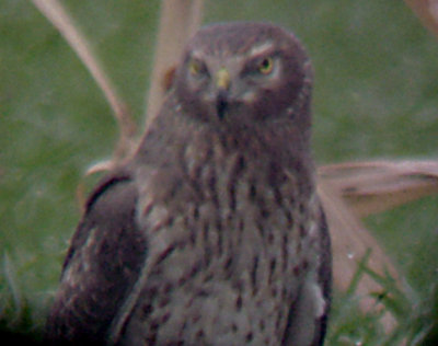 Northern Harrier - adult female 11-18-07 Tunica