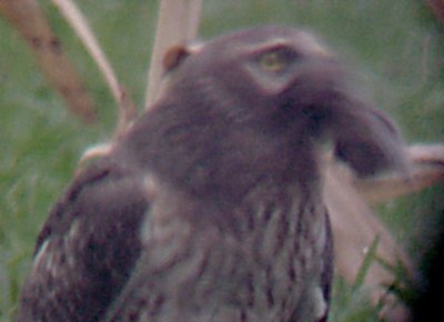Northern Harrier - adult female 11-18-7 Tunica Co. MS