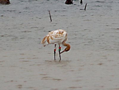 Whooping Crane - 11-26-07 -picking at leg tags