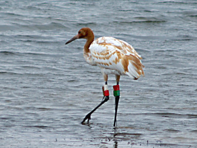 Whooping Crane -