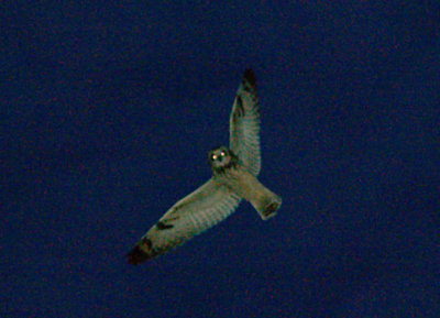 Short-eared Owl - 12-1-07 Tunica -