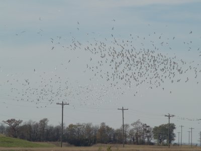 Part of Gull Flock- Tunica Co. 12-1-07