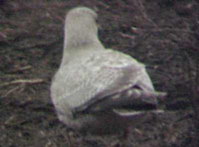 Thayers Gull  12-2-07 pale