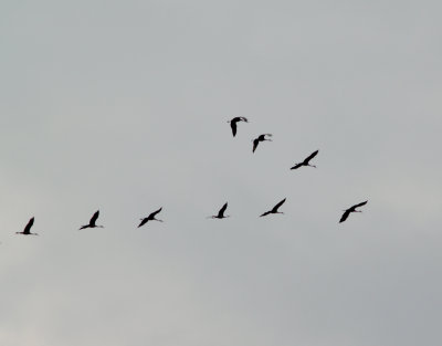 Sandhill Cranes - 12-6-07 over east Memphis