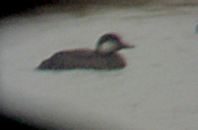 Black Scoter - 12-8-07 TVA Lake,