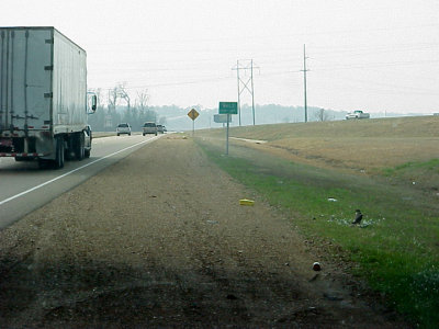Coopers Hawk - Highway 61