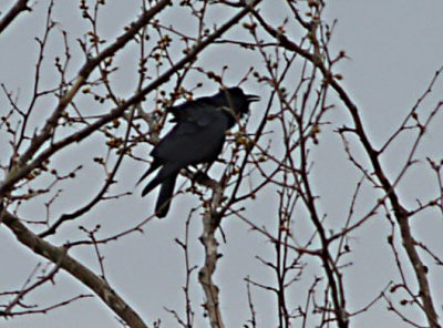 Fish Crow - calling - Pickwick Dam 3-29-08