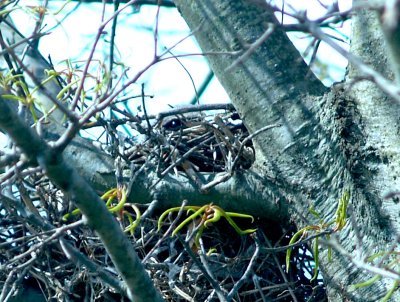 Loggerhead Shrike - on nest 4-12-08