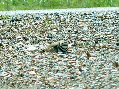 Killdeer - roadside nest