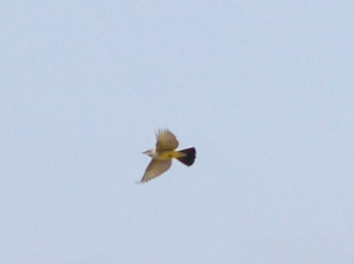 Western Kingbird - male of hybrid pair 5-4-08