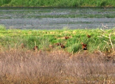 Black-bellied Whistling Duck - 5-8-08