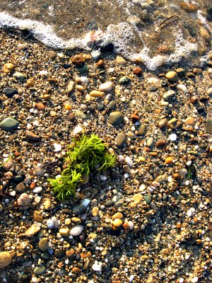Menemsha Beach9713