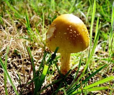 'shroom9766
