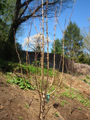 Planted Before Flowering5195