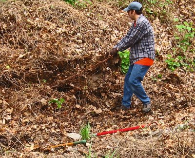 Pulling out a vine