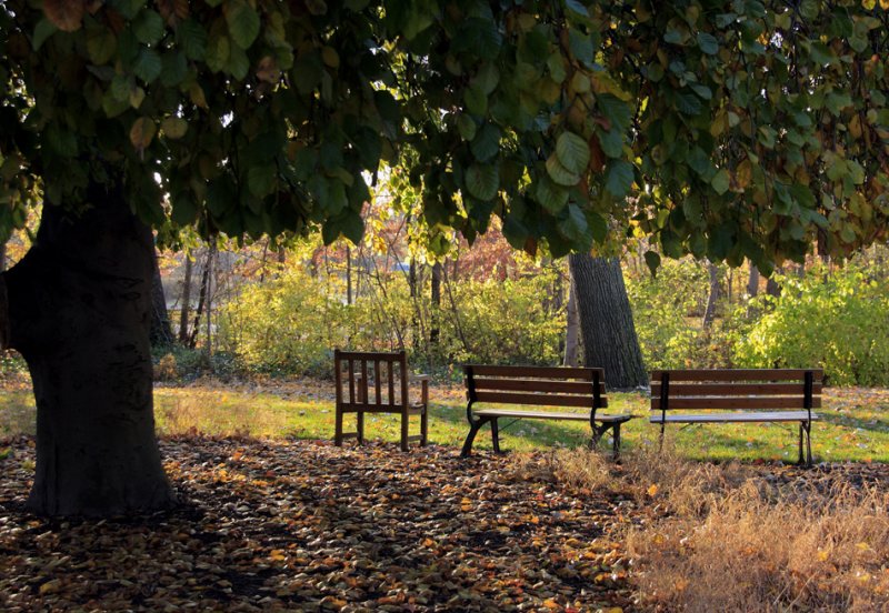 Benches Under Umbrella Tree