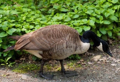A Sad Goose