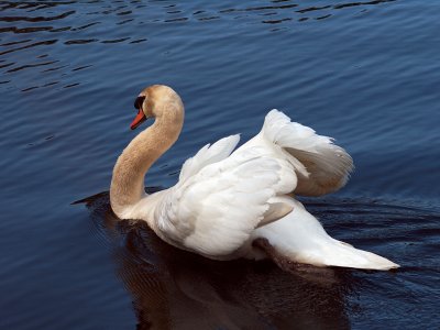 Swan