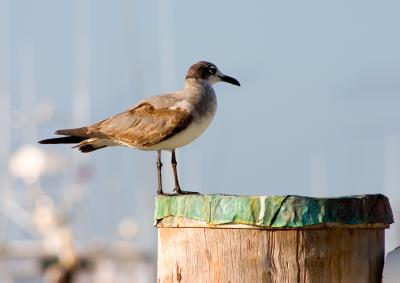 Seagull Keeping A Watchful Eye On A Marina