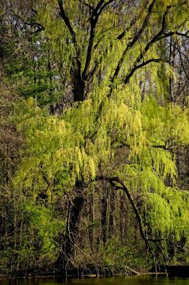 Spring Willows