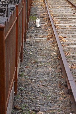 Cat Next To Tracks