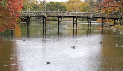 Geese Swimming Near A Footbridge