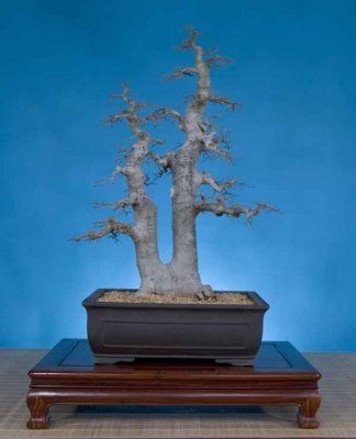 Celtis chinensis, 31 inches