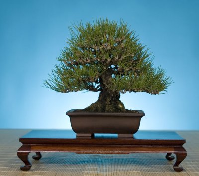 Wang Pinus.jpg