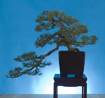 Luong pine.jpg