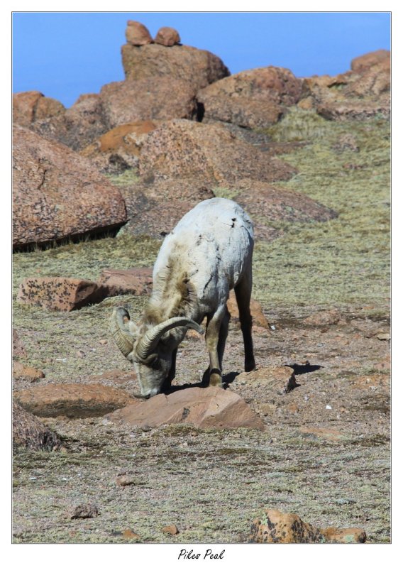 Pikes Peak bighorn sheep