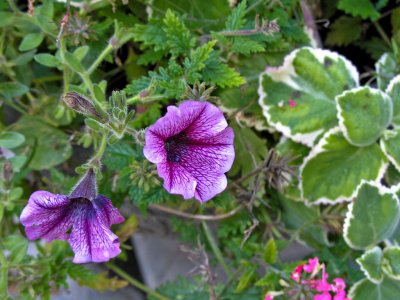 IMG_4344 copy.jpg