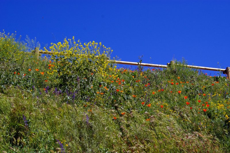 California_Poppies.jpg