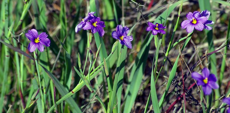 Primula_cusickiana_Cusick_Primrose.jpg