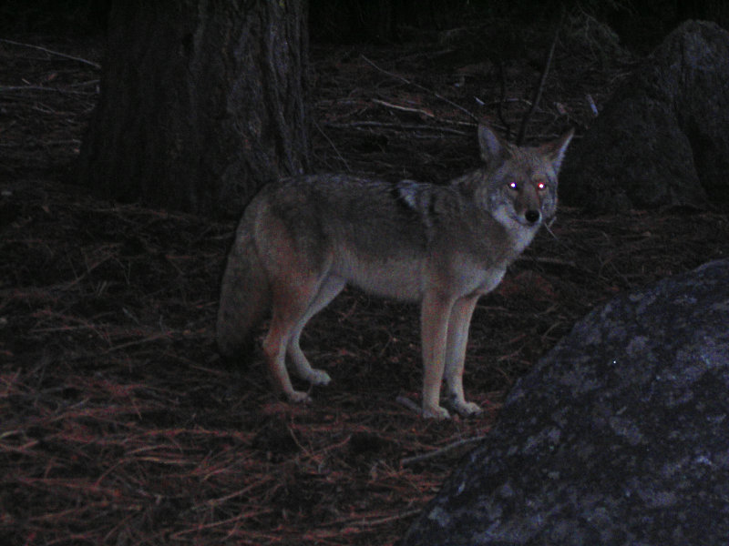 Coyote_Red_Eyes.jpg