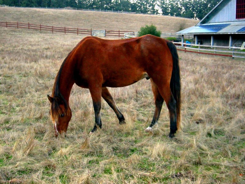 1Horse.jpg