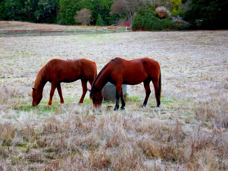 2Horses.jpg