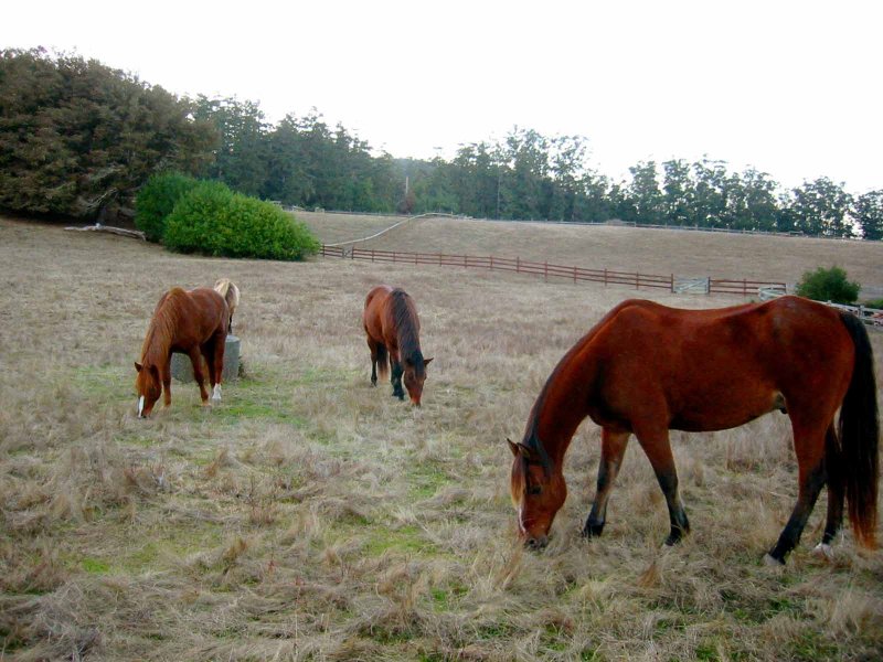 3Horses.jpg
