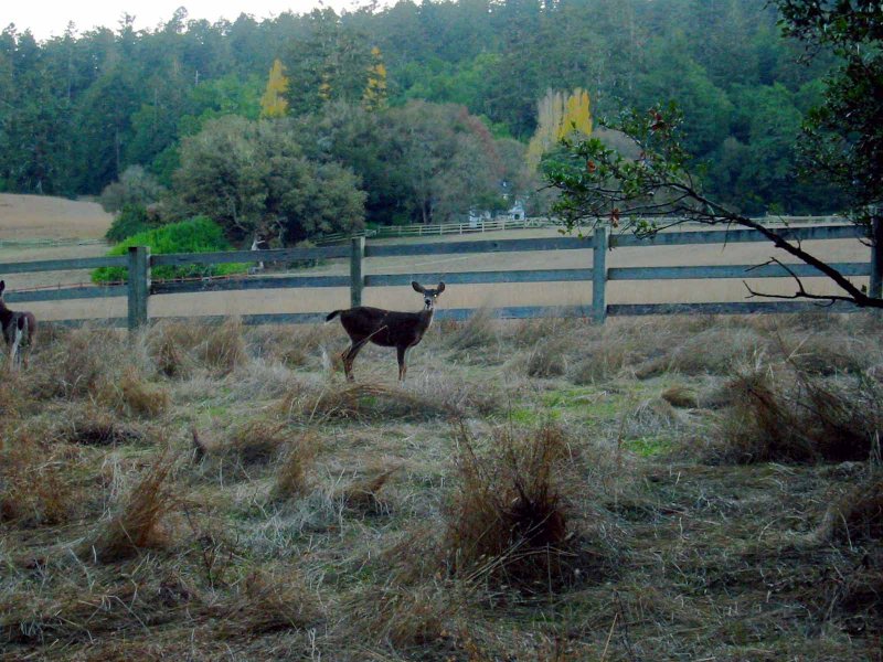 Deer.jpg