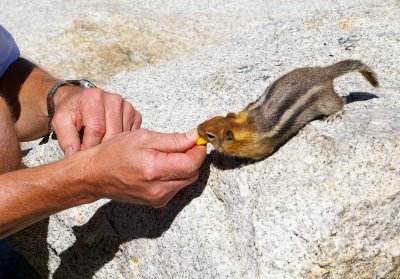 Lembert_Dome_Chipmunk_Feeding.jpg