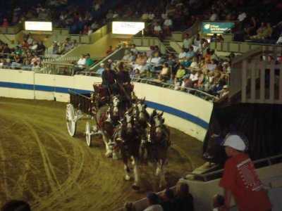 clydesdales