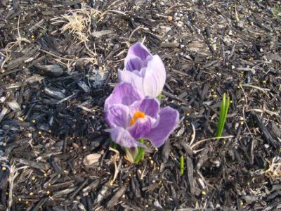 our first sign of spring!  and i think my first crocus ever!