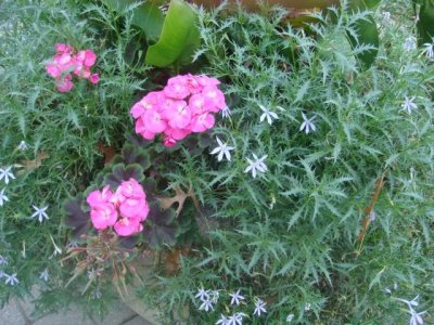 pretty flowers for november