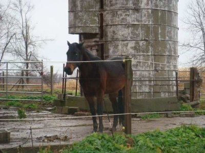 her horse