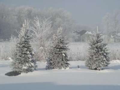 our evergreens
