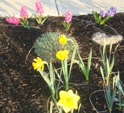 came home to my spring flowers!